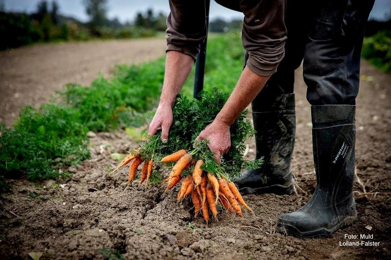 Carrots from the Danish soil